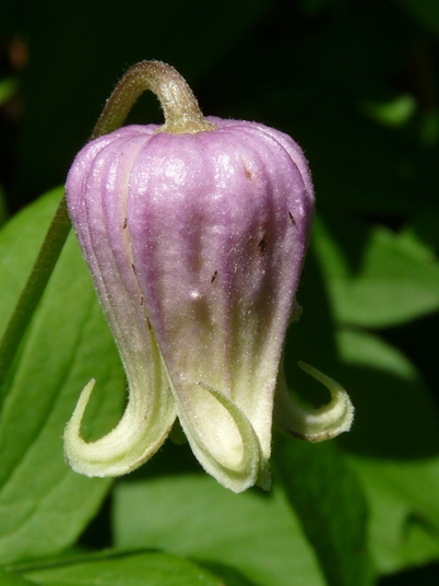 {Clematis flaccida}
